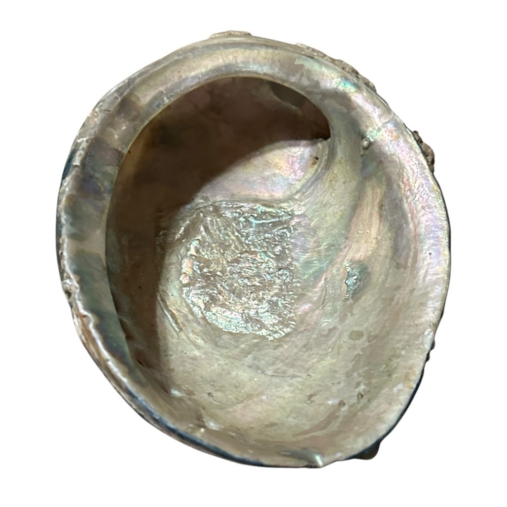 Abalone Sea Shell Beach Nautical Bowl Natural 70s 4.5”x5.5” - Picture 4 of 16